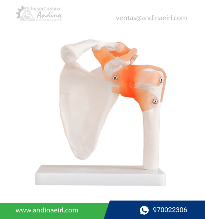 MODELO-DE-ARTICULACION-DE HOMBRO TM-109-Andinda-EIRL-Lima-Peru