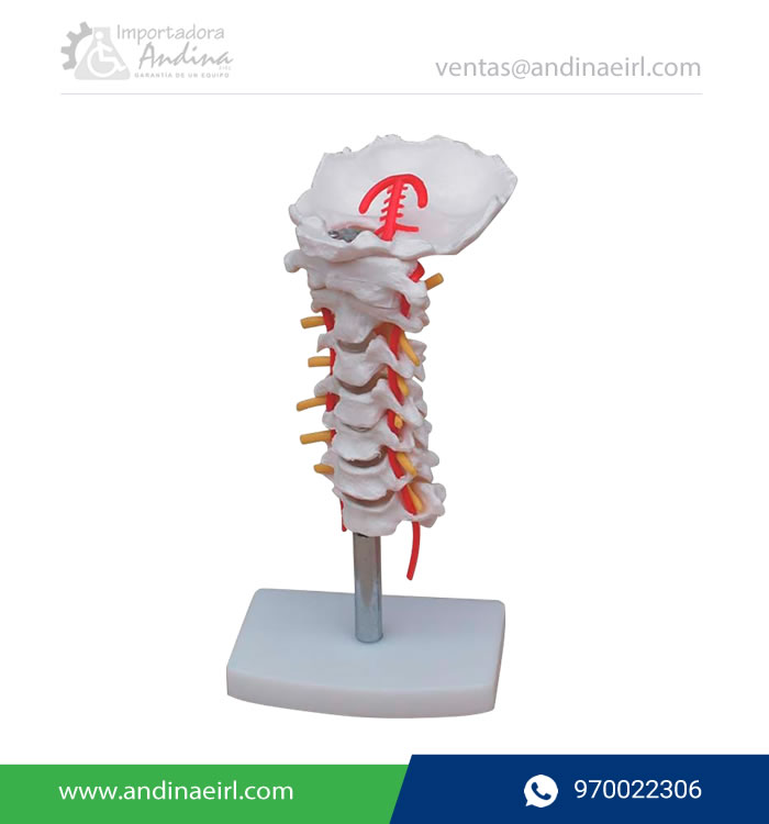 MODELO-DE-COLUMNA-VERTEBRAL-CERVICAL-TM-133-Andinda-EIRL-Lima-Peru