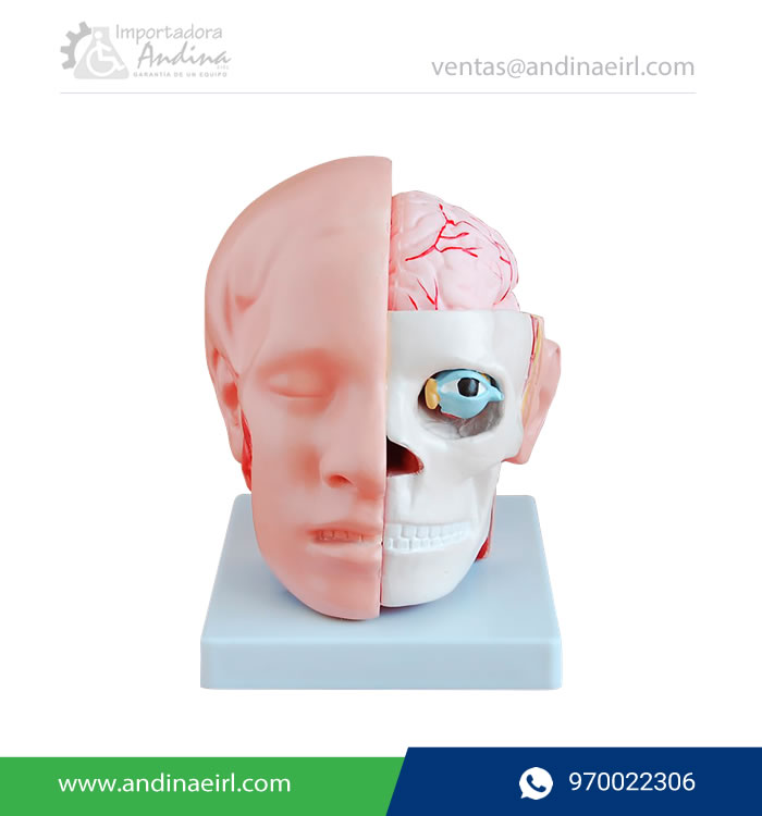 MODELO DE CABEZA CON CEREBRO TM-318B-Andinda-EIRL-Lima-Peru