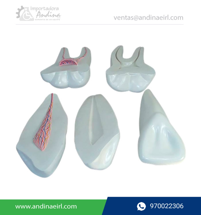 MODELO DE DIENTE EN DESARROLLO TM-305-Andinda-EIRL-Lima-Peru